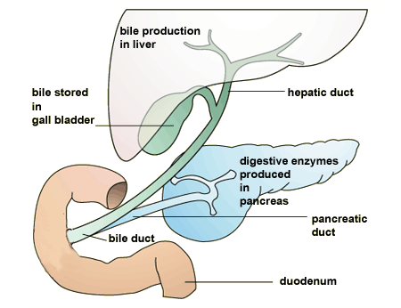 digestive enzymes are produced in the pancreas, bile stored in the gall bladder, bile production in liver (http://www.bbc.co.uk/schools/gcsebitesize/science/images/bibile_produce.gif)