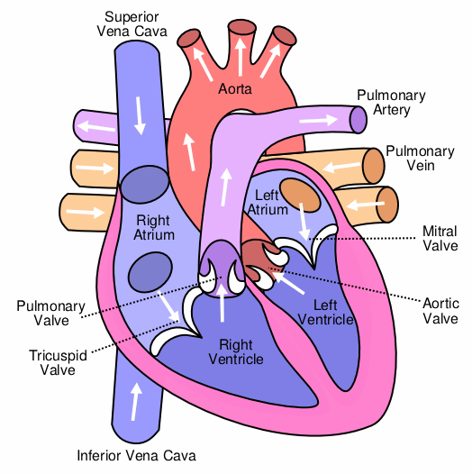 (http://upload.wikimedia.org/wikipedia/commons/1/15/Heart_labelled_large.png)