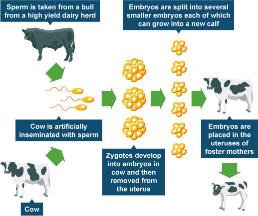 How to clone cows using embryo transplants (http://www.bbc.co.uk/schools/gcsebitesize/science/images/add_edex_bio_clone-cows.jpg)