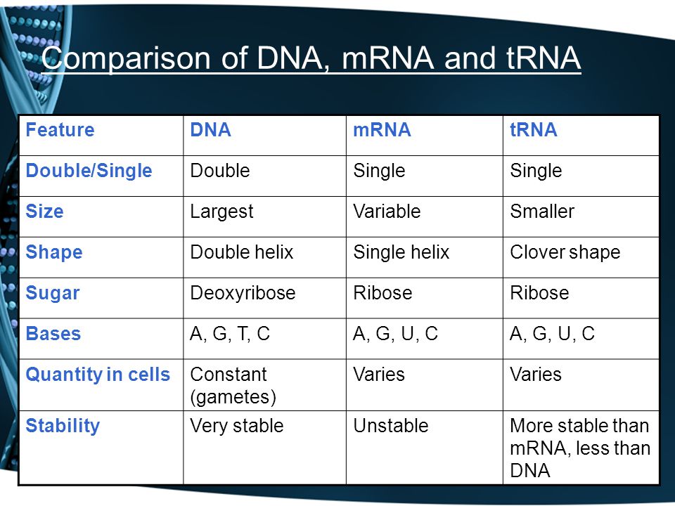 Image result for mrna trna dna (http://slideplayer.com/1631325/6/images/22/Comparison+of+DNA%2C+mRNA+and+tRNA.jpg)