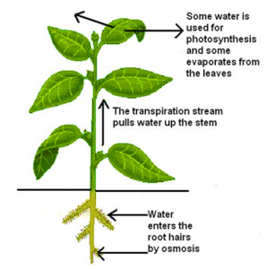 Image result for transpiration in plants (http://s3-ap-southeast-1.amazonaws.com/subscriber.images/biology/2016/06/24104513/Transpiration-298x300.png)