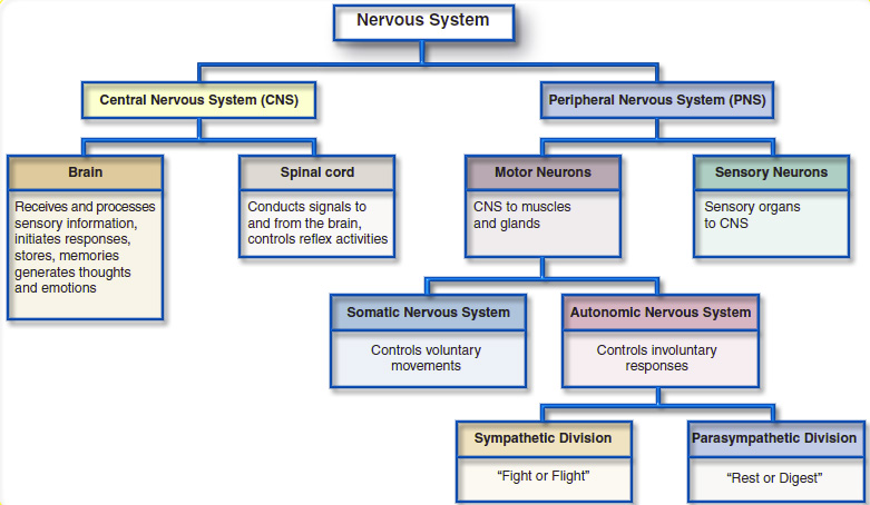 Image result for organisation of the nervous system (http://3.bp.blogspot.com/-MUTodSkWIYM/UHAVXf2iiQI/AAAAAAAAN2Q/wqIZxDWMEto/s1600/the+autonomic+nervous+system.jpg)