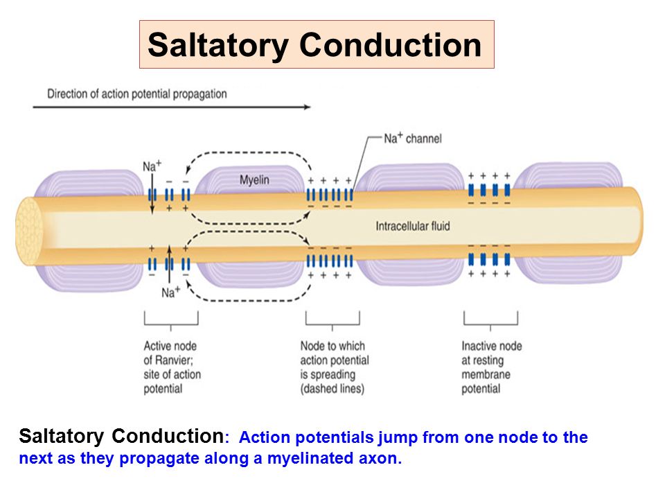 Image result for saltatory conduction (http://slideplayer.com/9911361/32/images/24/Saltatory+Conduction+Saltatory+Conduction%3A+Action+potentials+jump+from+one+node+to+the..jpg)