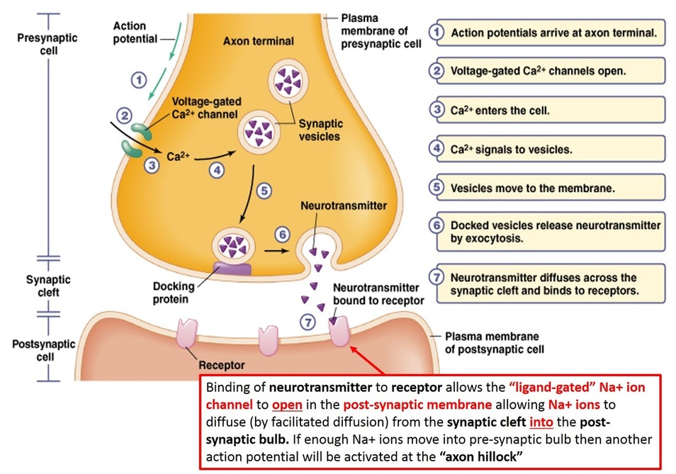 Image result for a level biology synapses (http://loretocollegebiology.weebly.com/uploads/1/4/8/5/14853288/3767945.jpg?960)