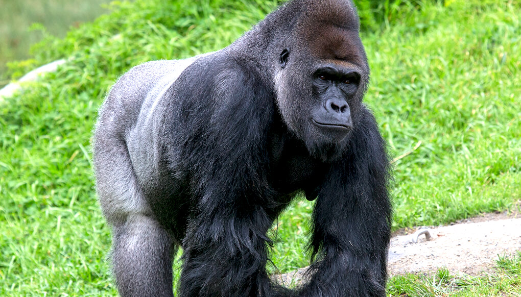 Gorilla (http://kids.sandiegozoo.org/sites/default/files/2017-07/animal-hero-gorilla.jpg)