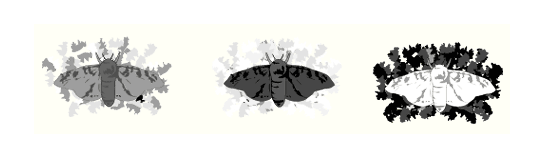 Industrial melanism in light and dark peppered moths. (http://www.bbc.co.uk/staticarchive/3111395608844f7a4615c271c5d8f59ef6e3a954.gif)