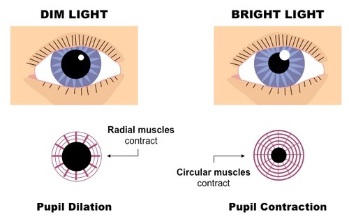 Image result for pupil reflex a level biology (http://ib.bioninja.com.au/_Media/pupil-reflex_med.jpeg)