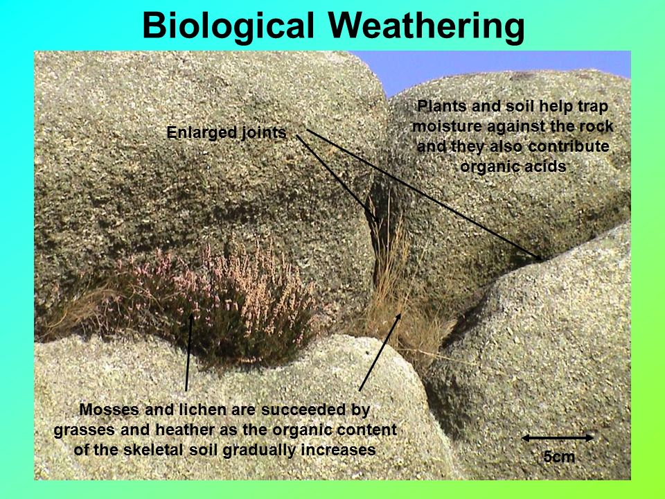 Image result for biological weathering process (http://slideplayer.com/10481894/35/images/41/Biological+Weathering.jpg)