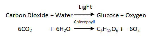 Image result for symbol equation for photosynthesis (http://4.bp.blogspot.com/-Yo0kkS3BY-w/Vk1kAowUvQI/AAAAAAAAAho/6uPL6fZUqPc/s1600/photosynthesisequation.gif)