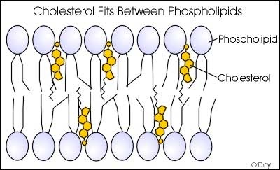Image result for cholesterol in cell membrane (http://biology4ibdp.weebly.com/uploads/9/0/8/0/9080078/608539464.jpg)