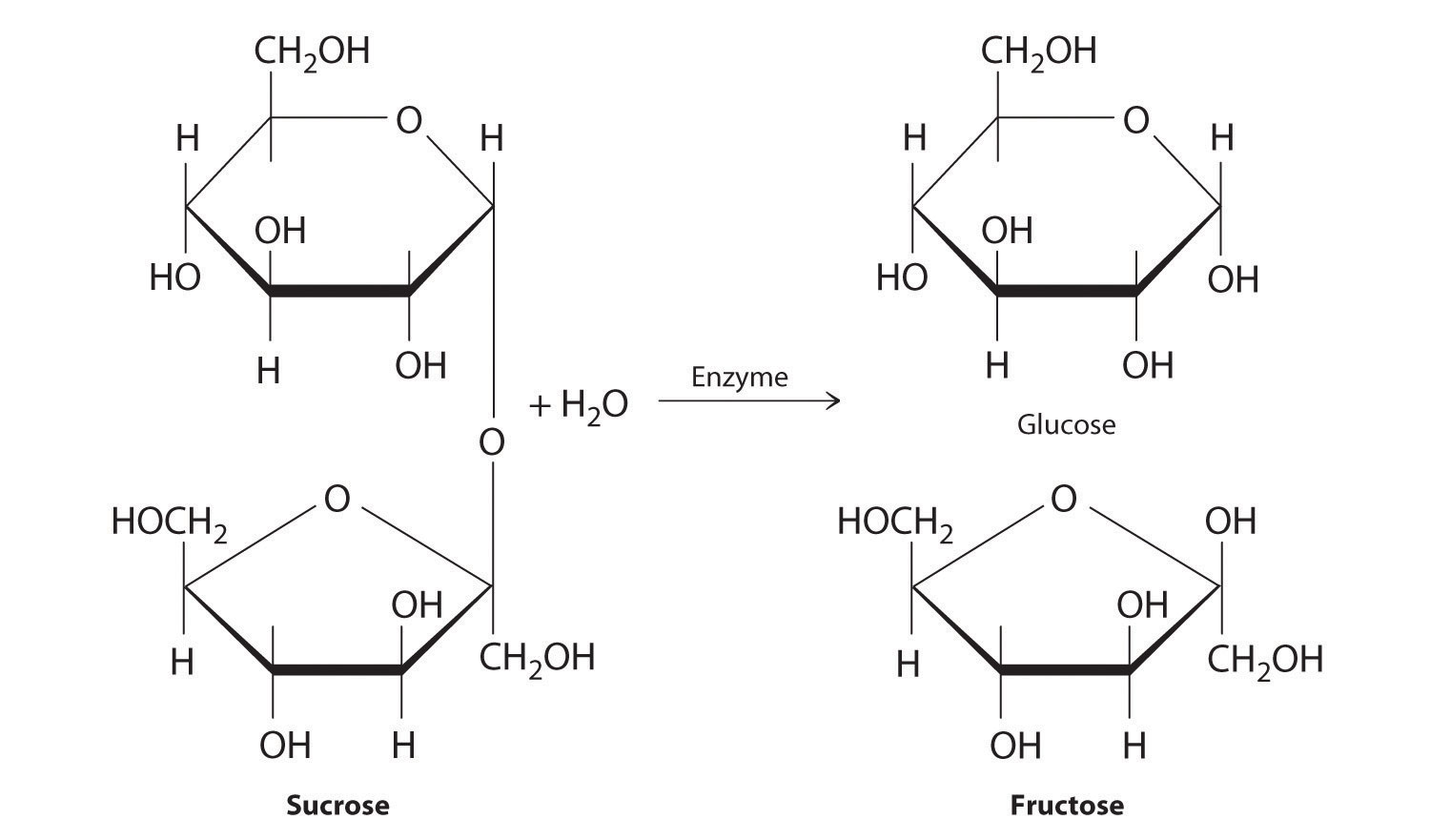 Image result for hydrolysis reaction sucrose diagram (http://webmis.highland.cc.il.us/~jsullivan/principles-of-general-chemistry-v1.0/section_28/f0f6277e0c4dace26ef79cc96dd9fd7b.jpg)