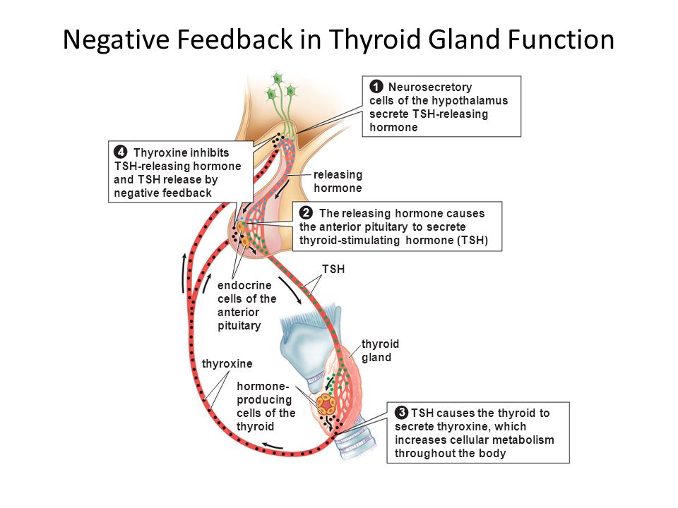 (http://slideplayer.com/1741726/7/images/56/Negative+Feedback+in+Thyroid+Gland+Function.jpg)