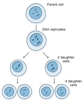 (http://www.daviddarling.info/images/meiosis.jpg)