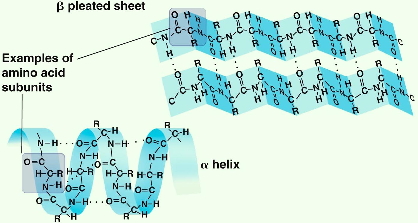 Image result for secondary structure of protein (http://2.bp.blogspot.com/-a-VSjNhwHd0/VhCHXvzwWdI/AAAAAAAAAcs/rqfQZtSGPyY/s1600/protein_-_secondary_structure.jpg)