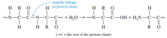 Image result for hydrolysis of proteins (http://aminodotnet.weebly.com/uploads/2/4/0/6/24066991/7016179_orig.jpg)