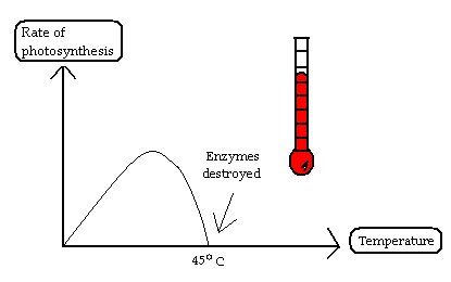 Image result for rate of photosynthesiscarbon dioxide  graph gcse annotated rate (http://static2.mbtfiles.co.uk/media/docs/newdocs/gcse/science/biology/green_plants_as_organisms/842089/html/images/image07.png)