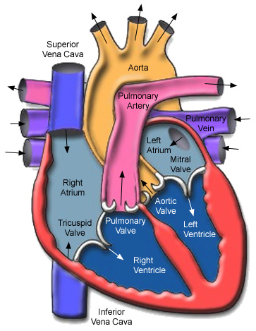 Structure and function of the heart - Biology Notes for IGCSE 2014 (http://biology-igcse.weebly.com/uploads/1/5/0/7/15070316/2433085_orig.jpg)