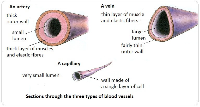 (http://4.bp.blogspot.com/-TmDdlW1wdJ4/UYyTzlhhWHI/AAAAAAAACLU/UTKU-LPfT_E/s1600/vein+artery+capillary+2.jpg)