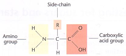 (http://www.kscience.co.uk/as/module1/pictures/amino_acid.jpg)