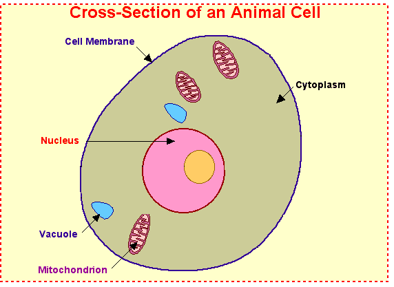 (http://www.evgschool.org/animal%20cell%20labeled.gif)