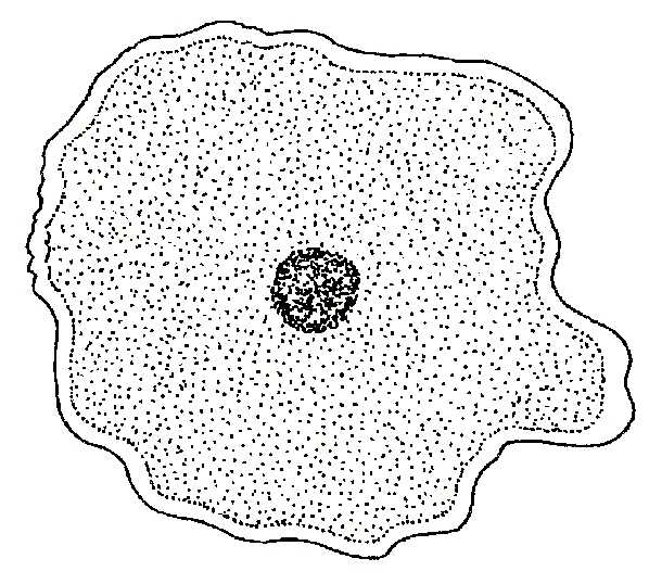 (http://www.biology-resources.com/images/amoeba-breathing-big.jpg)