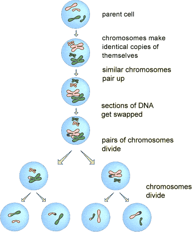 chromosomes divide, similar chromosomes pair up, sections of DNA get swapped, pairs of chromosomes divide, chromosomes divide  (http://www.bbc.co.uk/schools/gcsebitesize/science/images/aqaaddsci_13.gif)