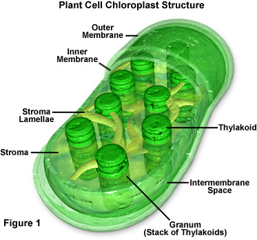 (http://micro.magnet.fsu.edu/cells/chloroplasts/images/chloroplastsfigure1.jpg)