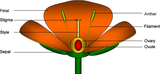 (http://www.lotusoverseas.com/product/Botanical%20Models/108.jpg)