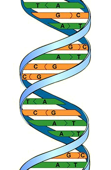 DNA shown as a double twisted string with interlinking parts  (http://www.bbc.co.uk/schools/gcsebitesize/science/images/bidnabases.jpg)