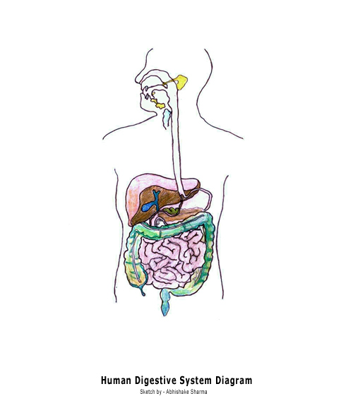 https://getrevising.co.uk/https_proxy/4583 (http://www.buzzle.com/images/digestive-system/digestive-system-diagram-blank.jpg)