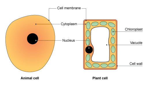 Animal and plant cells both have a cell membrane, cytoplasm, and a nucleus. Plant cells also have chloroplasts, a vacuole and a cell wall. (http://www.bbc.co.uk/staticarchive/abb891f14e58b8ae90facdb47733b7bcd92fbc0f.gif)