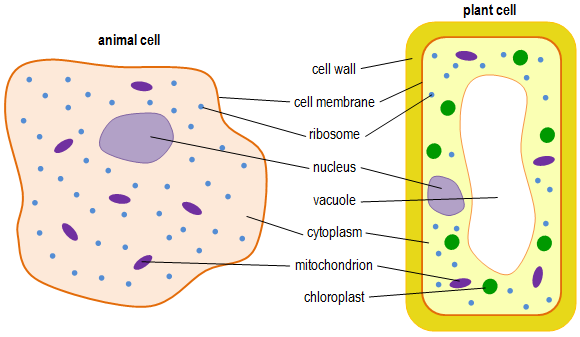 Image result for labelled diagram of animal and plant cell gcse
