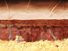 Cross section of skin showing hairs and the muscles that control them.  (http://www.bbc.co.uk/schools/gcsebitesize/science/images/bodytemphairs.jpg)