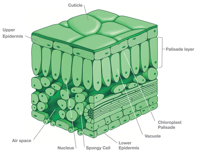 (http://www.hydroponicist.com/pages/images/cross-section-leaf.jpg)