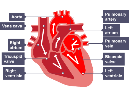 Image result for Labelled diagram of a heart gcse (http://www.bbc.co.uk/staticarchive/f55714112a7e235b72badb579fbf299df173efd4.gif)
