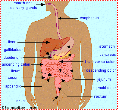 (http://www.enchantedlearning.com/subjects/anatomy/digestive/color.GIF)