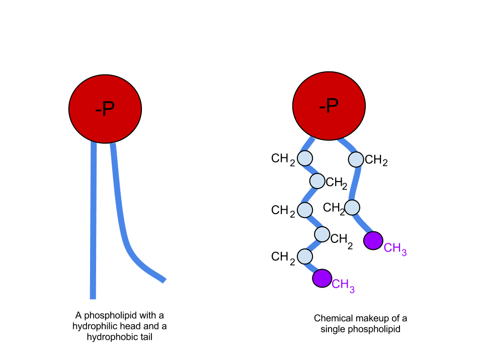 (http://upload.wikimedia.org/wikipedia/commons/2/29/Phospholipid_Chemicalmakeup.png)