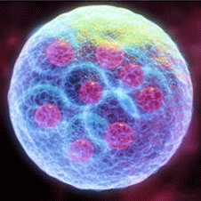 a zygote containing eight identical cells (http://www.bbc.co.uk/schools/gcsebitesize/science/images/eightcell.gif)