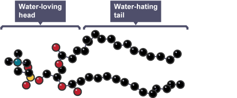 Molecular model of an emulsifier molecule, highlighting the water-loving head and the water-hating tail. (http://www.bbc.co.uk/schools/gcsebitesize/science/images/triple_science/123_bitesize_gcse_tschemistry_organicchemistry_emulsifiers_464.gif)