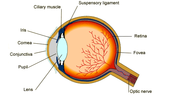 The conjunctiva is at the very front of the eye, covering the cornea. Behind this is the pupil, then the lens. The ciliary muscle and suspensory ligaments are attached to the lens. At the back of the eye are the sclera, retina, fovea and opitc nerve (http://www.bbc.co.uk/schools/gcsebitesize/science/images/bieyestructure.gif)