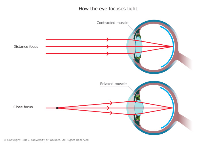 (http://pmgbiology.files.wordpress.com/2014/05/how-the-eye-focuses-light.jpg)