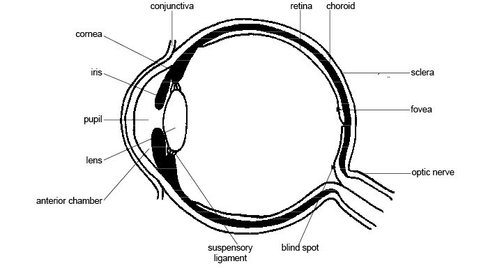 (http://upload.wikimedia.org/wikipedia/commons/6/64/Anatomy_and_physiology_of_animals_Structure_of_the_eye.jpg)