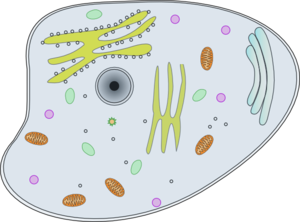 Animal Cell Clip Art (http://www.clker.com/cliparts/c/V/e/B/X/o/animal-cell-md.png)