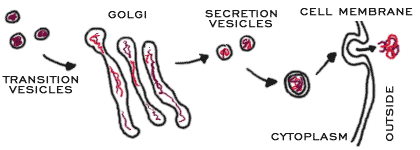 Process of Golgi forming vesicles (http://www.biology4kids.com/files/art/cell_golgi1.png)