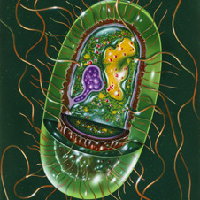 the cell is oval, with tail-like features attached to the outside (http://www.bbc.co.uk/schools/gcsebitesize/science/images/spl_bacteria_2.jpg)