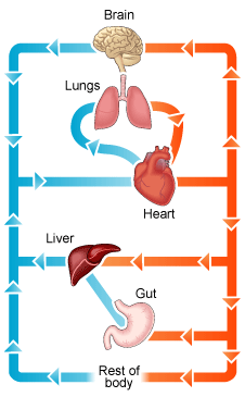 deoxygenated blood travels from the head and the liver and the rest of the body, to the heart, and from the heart to the lungs. Oxygenated blood travels from the lungs to the heart, and from the heart to everywhere else.  (http://www.bbc.co.uk/schools/gcsebitesize/science/images/101_circulatory_system.gif)
