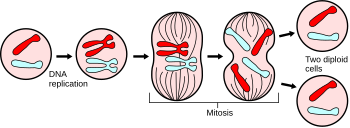 (http://upload.wikimedia.org/wikipedia/commons/thumb/e/e0/Major_events_in_mitosis.svg/350px-Major_events_in_mitosis.svg.png)