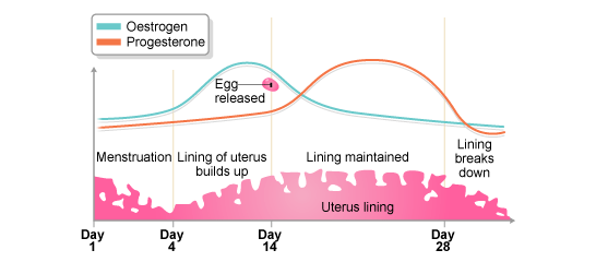 Day 1 - 4: menstruation, 4 - 14: lining of uterus builds up, 14 - 28: lining maintained, after day 28: lining breaks down. Egg is released at day 14, then progesterone levels overtake oestrogen levels. (http://www.bbc.co.uk/schools/gcsebitesize/science/images/5_menstrual_cycle.gif)