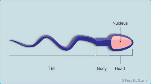 (http://www.passmyexams.co.uk/GCSE/biology/images/sperm.jpg)