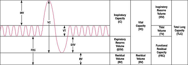 (http://upload.wikimedia.org/wikipedia/commons/thumb/6/6a/LungVolume.jpg/600px-LungVolume.jpg)